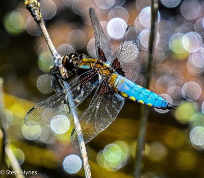 Dragon Fly